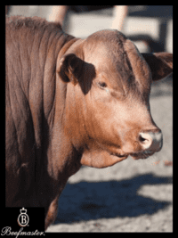 Feedlot Operations Process Overview Beefmaster