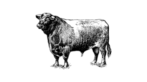 Our Story - Beefmaster Group | A Leading Beef Supplier