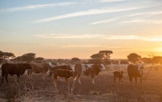 Budget 2020: Beefmaster Group Welcomes Government Plans To Improve Biosecurity