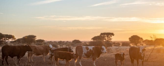 Budget 2020: Beefmaster Group Welcomes Government Plans To Improve Biosecurity