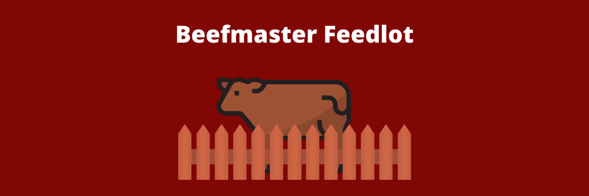 Beefmaster Feedlot