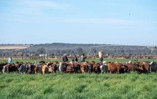 South Africa's Beef Appetite Subdued Amidst COVID-19