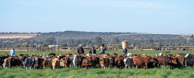 South Africa's Beef Appetite Subdued Amidst COVID-19
