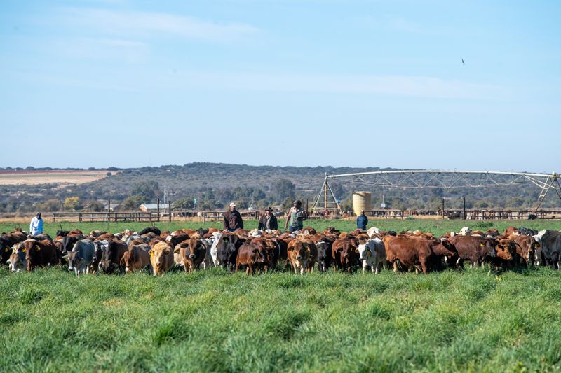 Cattle Farming - Beefmaster