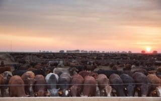 Cattle Farming Lessons - Beefmaster