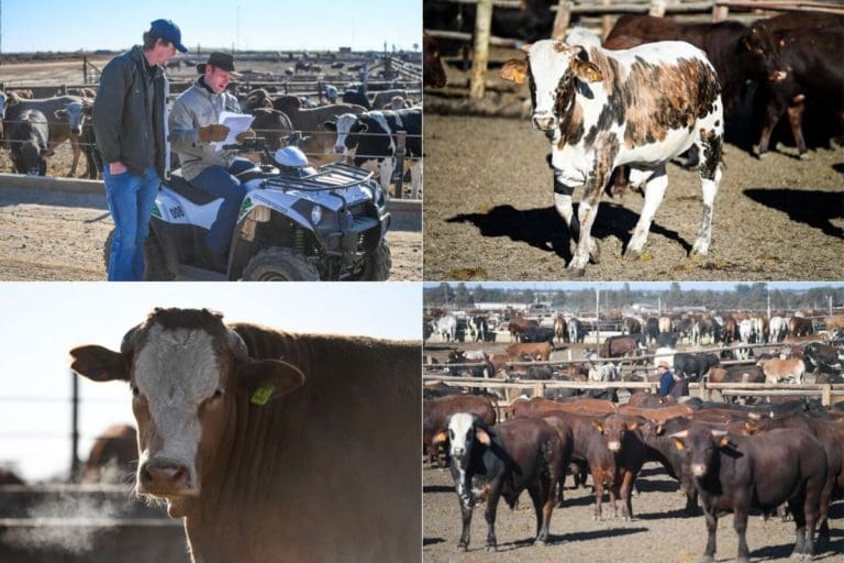 Feedlot Operations & Process Overview Beefmaster