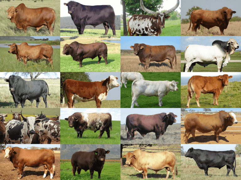 Cattle Farming - Everythig You Want To Know | Beefmaster