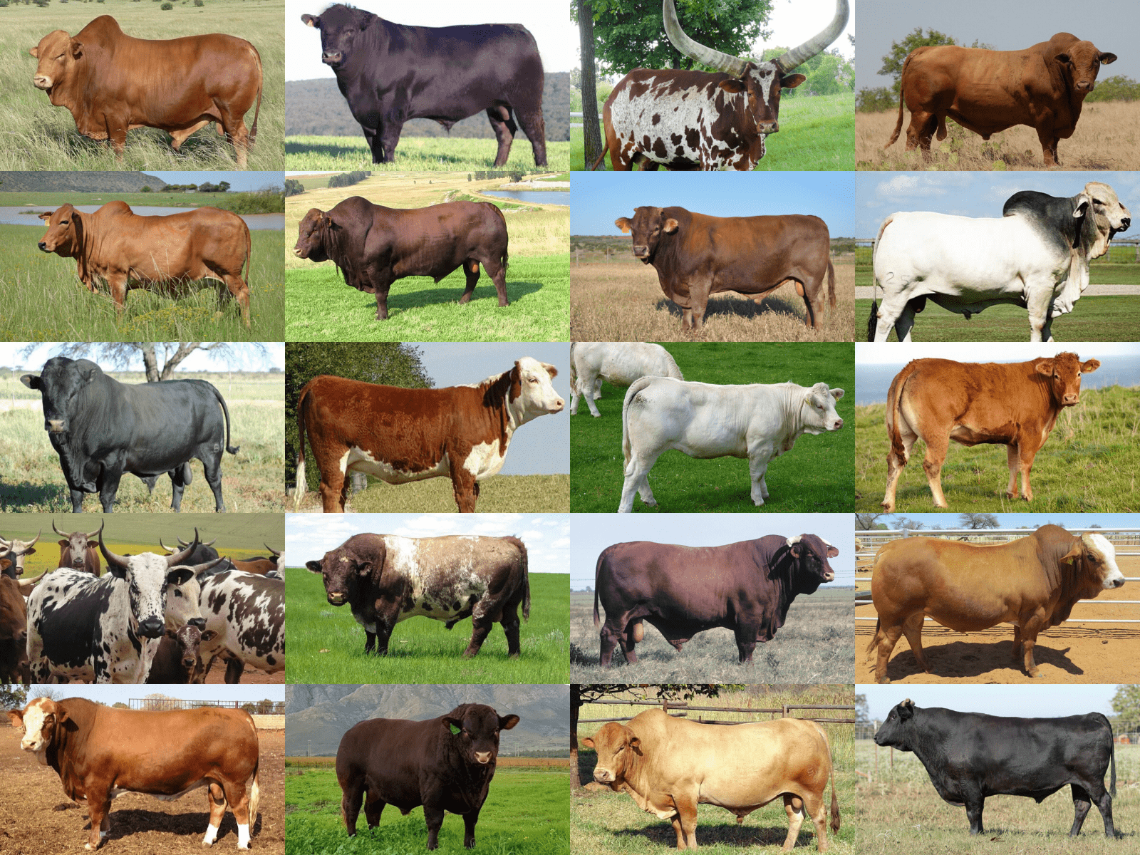 Cattle Farming - Different Cattle Breeds In South Africa | Beefmaster