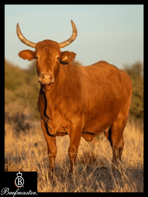 Cattle Farming - Everythig You Want to Know | Beefmaster