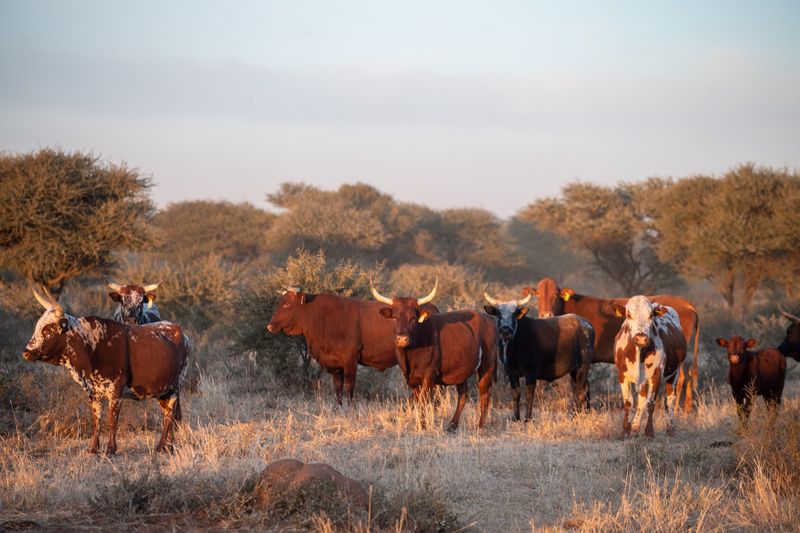Cattle Drought Challenges | Beefmaster