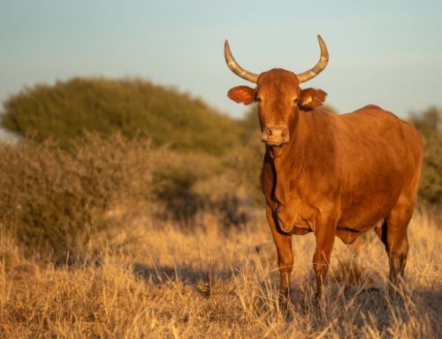 Cattle Farming – All You’ve Ever Wanted to Know About