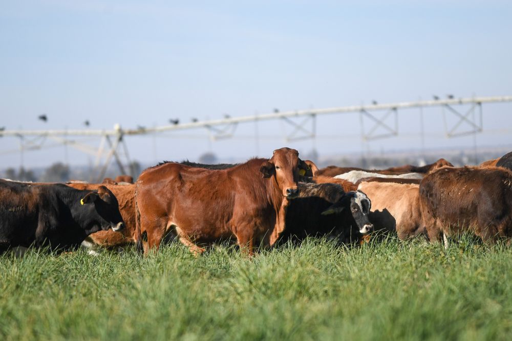 Cattle Farming Hedge against tough times - Beefmaster