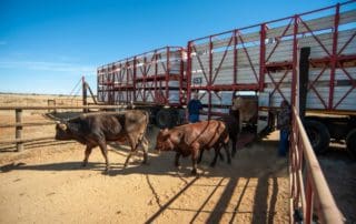 Cattle Farming Lessons - Beefmaster