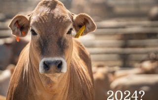 Beef Industry in 2024