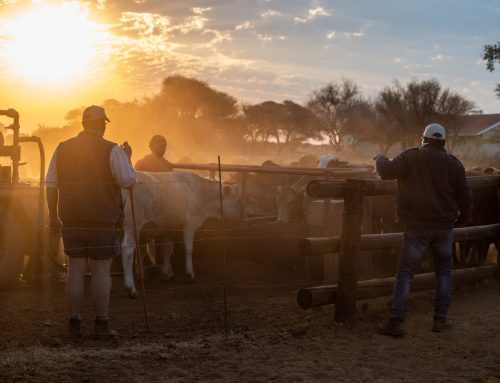 State of the nation: Cattle industry facing uphill battle