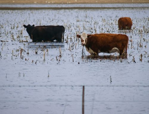 Central South Africa Floods: Situation Expected to Normalise Soon Amid Effective Water Management