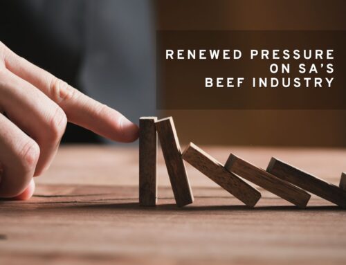 ‘Economic Suicide’: South Africa’s Beef Industry Reeling from Latest Foot and Mouth Disease Outbreak