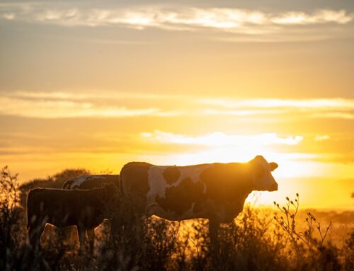 Herd health management: Why pre-breeding exams matter for replacement heifer selection