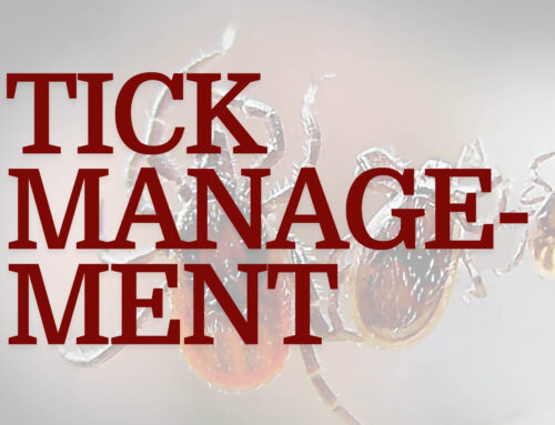 Tackling Ticks in South African Cattle: Why Integrated Tick Control Is Essential