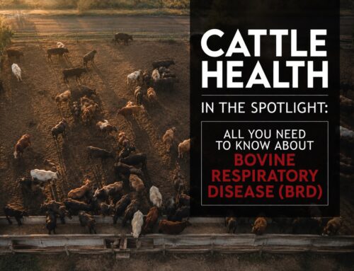 Cattle health in the spotlight: All you need to know about Bovine Respiratory Disease (BRD)