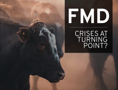 FMD crisis at a turning point?