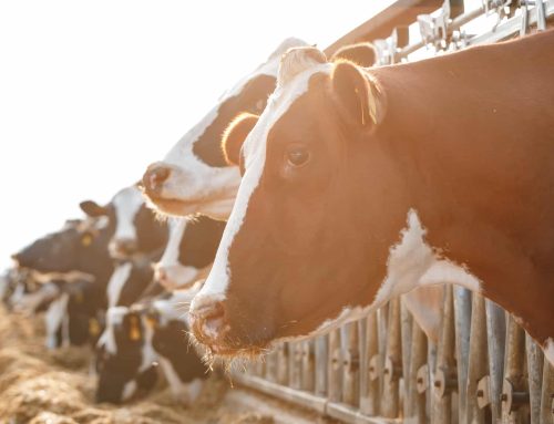Beefmaster Group welcomes publication of Section 9 FMD regulation  Framework signals new dawn for SA beef industry