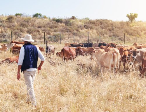 El Niño Drought Guide for SA Cattle Farmers | Beefmaster