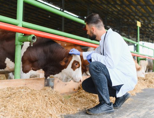 Food Security Starts with Cattle Vaccination | Beefmaster
