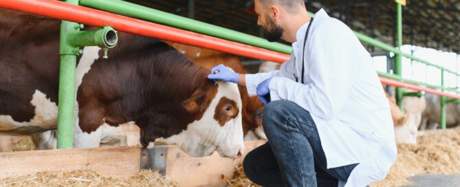Veterinarian in a white coat and gloves examining a brown and white bull in a feedlot pen